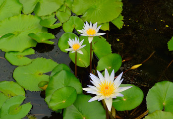 white lotus flower in the pond