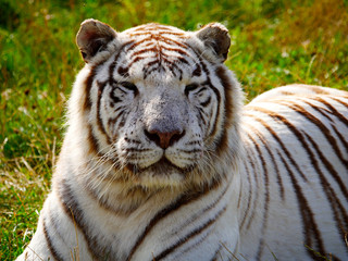 Tigre blanc
