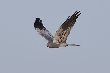 Montagus harrier (Circus pygargus)