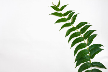 Green leaf branches on white background. flat lay, top view