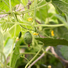 Grape-size cucamelon fruit hanging from vine