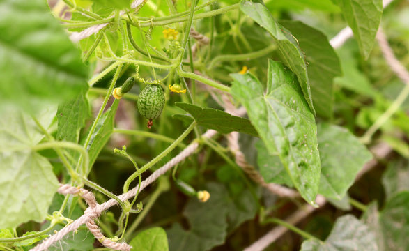 Leafy cucamelon vine with curly tendrils and developing fruits