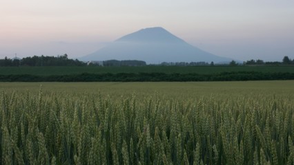 Fototapeta premium 羊蹄山のシルエット 高原の夕暮れ風景