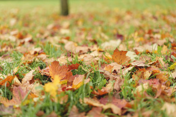 fallen autumn leaves in town park on ground