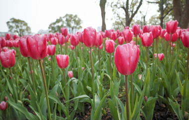 Tulip. Beautiful field garden of tulips. colorful tulips. tulips in spring,colourful tulip different standing out tulip