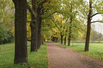 Fototapeta na wymiar oak alley in park in early autumn