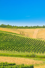 Fototapeta na wymiar Beautiful green countryside landscape, vineyard in Daruvar region, Croatia 