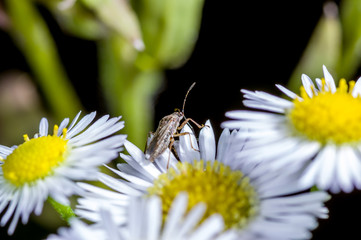 a bug on petals of a dendranthema