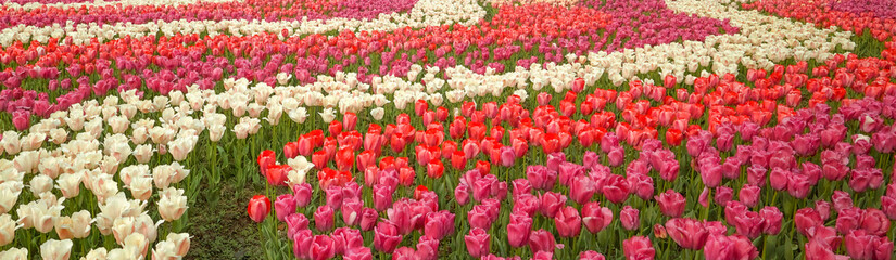 Tulip. Beautiful field garden of tulips. colorful tulips. tulips in spring,colourful tulip different standing out tulip