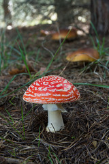 Setas Amanita y Boletus en Pinar