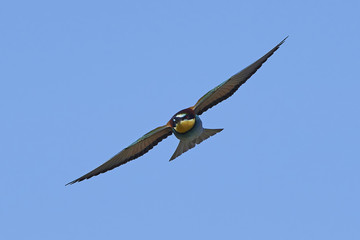 European bee-eater (Merops apiaster)