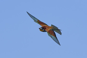 European bee-eater (Merops apiaster)