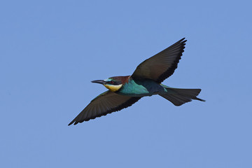 European bee-eater (Merops apiaster)