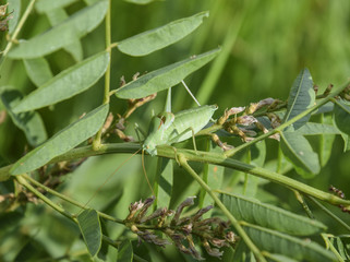 The isofya on the stalk of licorice is bare. Grasshopper isofia
