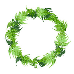 circle of green fern leaves, plant vector illustration © plalek