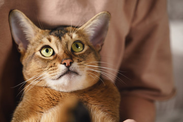 Teen girl with sad abyssinian cat on knees sitting on couch