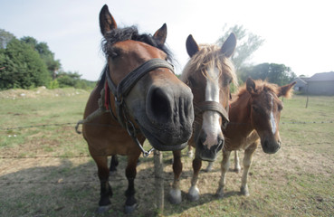 trzy zabawne konie na pastwisku