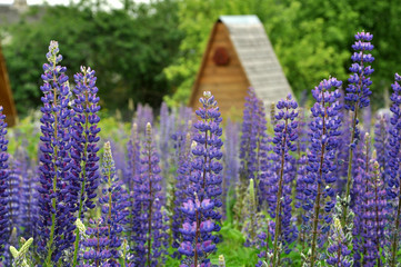 A lot of blue flowering lupines, close up, selective focus. Wooden house in blurry background.