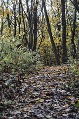 Rural landscape in forest in autumn in Poland.