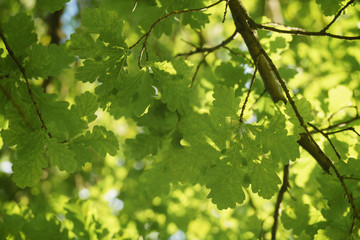 Fototapeta na wymiar green oak leaves against blue sky in sunny day
