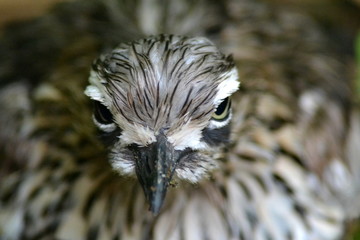 Oiseau