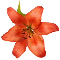 Fototapeta na wymiar Red daylily flower isolated on white