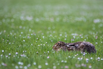 Close up of a Brown Hare (Lepus europaeus) lying down in a daisy covered field