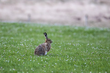 Brown Hare (Lepus europaeus) alert and sitting in a daisy covered field
