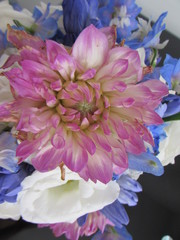 camelia