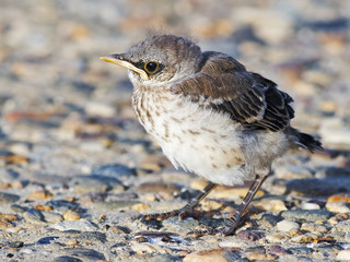 Baby Northern Mockingbird
