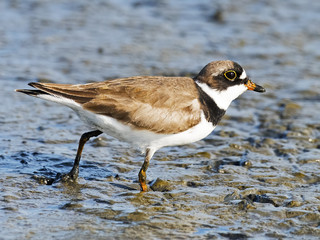 Semipalmated Plover Walking in the Marsh