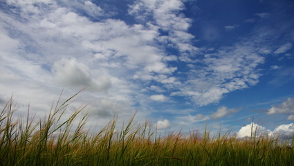 Fototapeta na wymiar Blue clounds Sky and Grass flower