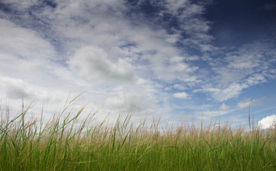Wallpaper for  Blue Sky and Grass flower