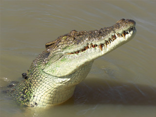 Krokodil im Litchfield Nationalpark