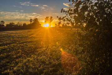  sunrise with flowers in the fields