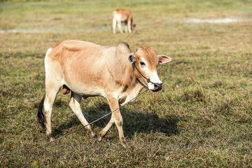 Naklejka na ściany i meble Cow on a field in Cambodia, summer time, sunny day.
