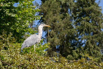 Héron qui mange un poisson