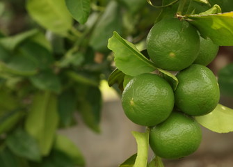 Lime is the right size waiting for harvest.