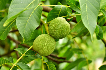 Walnut