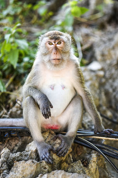 Portrait of sitting monkey in Thailand, Krabi.