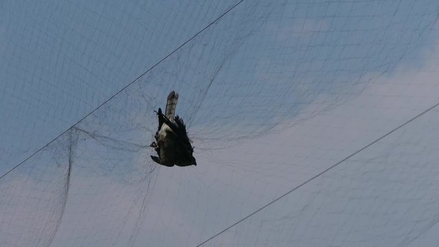 Bird trapped in net,struggling to die in blue sky like fail loser.destruction of ecological balance.