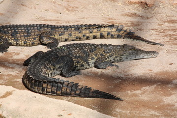 Crocodile farm