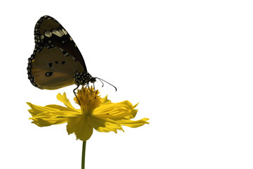 Plain Tiger Butterfly sucking nectar from yellow cosmos  flowers ..