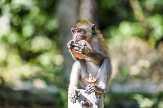 Small monkey eating fruit, Krabi, Thailand.