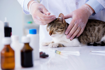 Cat visiting vet for regular check up