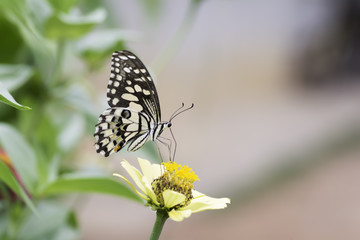 Lime Butterfiy sucking nectar from Zinnia flowers .