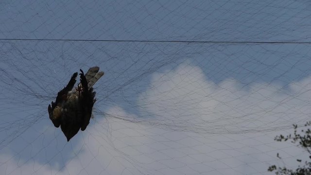 Bird trapped in net,struggling to die in blue sky like fail loser.Shaking leaves of tree canopy in wind.destruction of ecological balance..