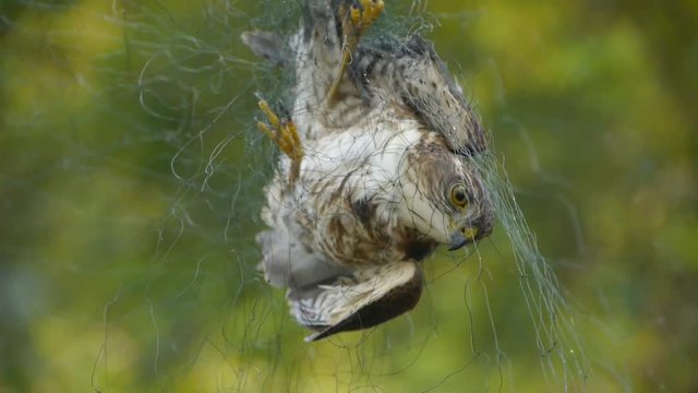 Bird trapped in net,struggling to die in green forest like fail loser.Shaking leaves of tree canopy in wind.destruction of ecological balance.