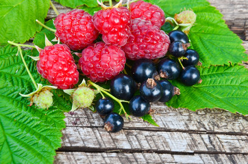 raspberry leaves and black currant on the Board