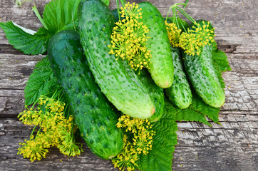 cucumbers and dill leaves on the Board